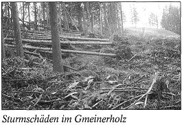 Sturmschäden im Gmeinerholz